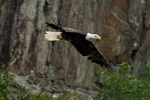 eagle